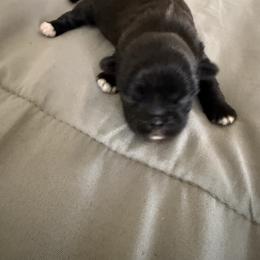 TBD - Black and white female Shih Tzu puppy in Las Vegas, Nevada from Miracle's Shih Tzus