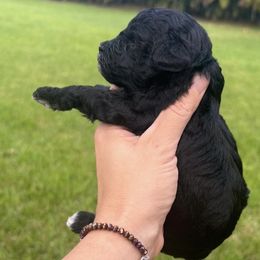 Aurora - Black female Poodle puppy in Weston, Florida from Miami Toy Poodles