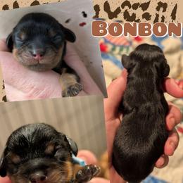 BonBon - Black and tan female Cavalier King Charles Spaniel puppy in Oppelo, Arkansas from Liberty Acres Puppies