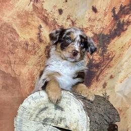 Nadia - Red merle female Australian Shepherd puppy in West Union, Iowa from Boundless Hearts Australian Shepherds LLC
