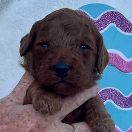 Lime green - Red  male Goldendoodle puppy in Indian Trail, North Carolina from Castleberry Doodles and Poodles