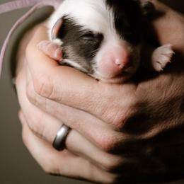 Queen - Black and tan female Pembroke Welsh Corgi puppy in South Otselic, New York from Ridge Top Corgis