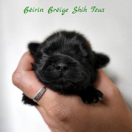 Shih Tzu Puppies from Beirin Breige Shih Tzus