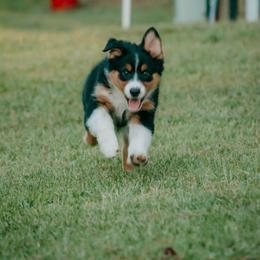 Chesapeake(Chessie) - Black tri-color female Australian Shepherd puppy in Aberdeen, North Carolina from Huckleberry Hill Aussies LLC.