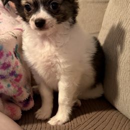 Ash - Fawn brindled black male Chihuahua puppy in Cedartown, Georgia from Ferguson Border Collies