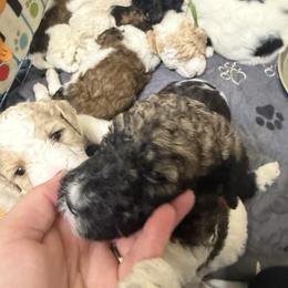 Red - Parti female Poodle puppy in Maryland from Hernwood Heelers & Poodles