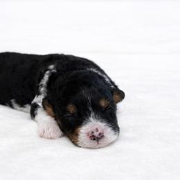 Willow - female Golden Mountain Doodle puppy in Springfield, Ohio from Dawson's Royal Companions