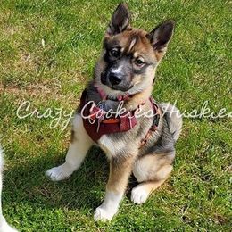 Siberian Husky Puppies from Crazy Cookies Huskies