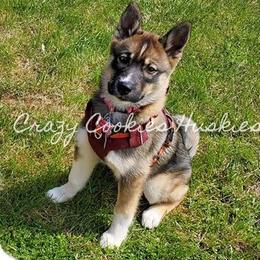 Siberian Husky Puppies from Crazy Cookies Huskies