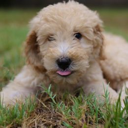 Goldendoodles, Golden Retrievers, and Poodles from Down Home Doodles