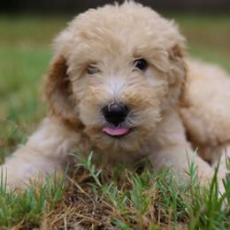 Goldendoodles, Golden Retrievers, and Poodles from Down Home Doodles