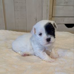 Girl 1 - Black and white female Havanese puppy in Elkins, Arkansas from Havana Knights Havanese