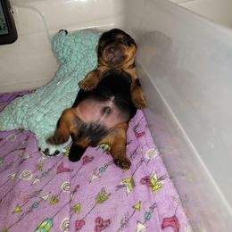 Yorkshire Terrier Puppies from LuvStruck Yorkies