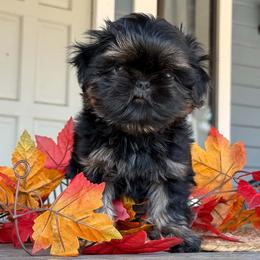 Boy 1 - Black and tan male Shih Tzu puppy in Calimesa, California from Little Mountain’s Shih Tzus