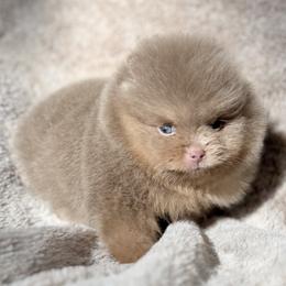 Tinsel - Lavender female Pomeranian puppy in Coleman, Oklahoma from Pretty Poms