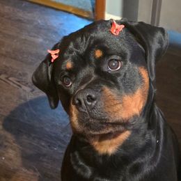 Nova - Rottweiler