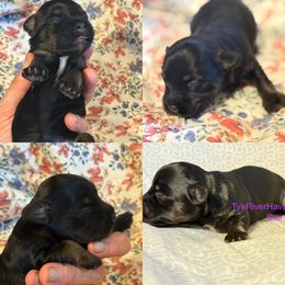Star - Black and tan female Havanese puppy in Lovingston, Virginia from Tye River Havanese