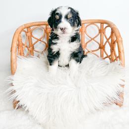 Maggie - Tri-color female Bernedoodle puppy in Otisville, Michigan from Danie’s Darling Doodles LLC