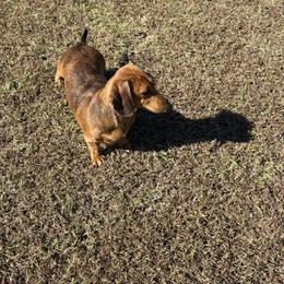 Gucci - Red female Dachshund puppy in Pleasant Plains, Arkansas from JGBs Dachshunds