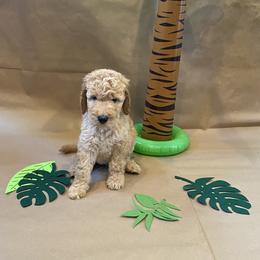 Goldendoodle Puppies from Dhalia’s Doodles