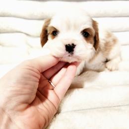 Camero - Blenheim male Cavalier King Charles Spaniel puppy in Wilburton, Oklahoma from My Kids Kennel