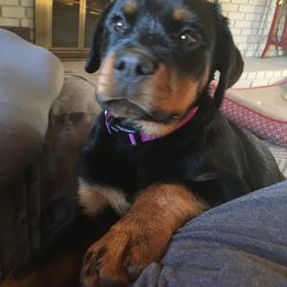 Rottweiler All Grown Up from Sweetgum Farm