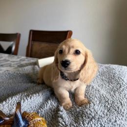 Edward - Cream male Dachshund puppy in Molino, Florida from Dooney's Dachshunds