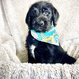 Labradoodle, Labrador Retriever, and Poodle Puppies from L & R Kennel