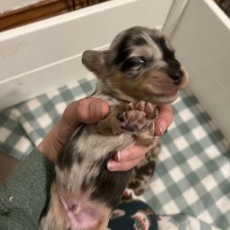 Peeps - Dapple Dachshund puppy in Kingston, Illinois from Oak Bridge Farm