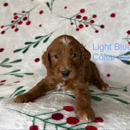 Light Blue Collar Female - Apricot female Goldendoodle puppy in Pasadena, Texas from Knightsbane Standard Poodles