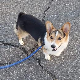 Pip - Pembroke Welsh Corgi