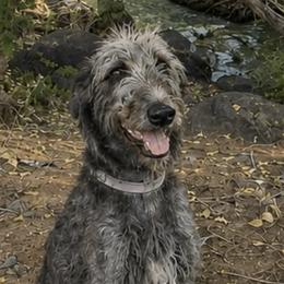 Irish Wolfhounds from Juniper Creek Irish Wolfhounds