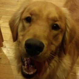 Golden Retrievers from Irish Acre