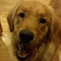 Golden Retrievers from Irish Acre