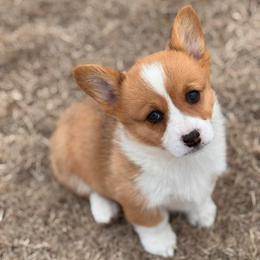 Stella - Red female Pembroke Welsh Corgi puppy in Beggs, Oklahoma from Blue Diamond Corgi’s