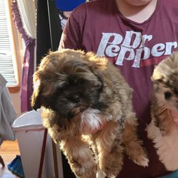Cockapoos, Cocker Spaniels, Poodles, Shih Tzus, Shorkies, and Yorkipoos from Christina’s Puppy Utopia