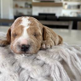 Pink Collar - Apricot female Goldendoodle puppy in Indiahoma, Oklahoma from Farm Fresh Doodles
