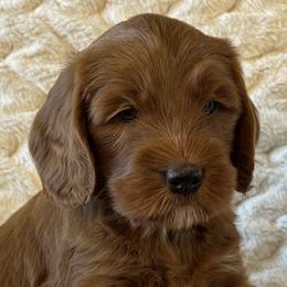 Cockapoos and Goldendoodles from Cockadoodle Poo Puppies