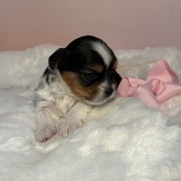 Barbie - Black tan and white female Biewer Terrier puppy in Concord, California from Puppy Boutique