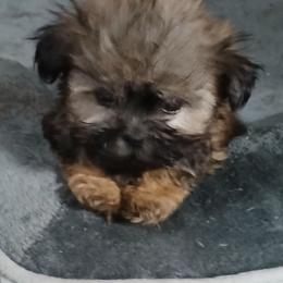 Boy 1 - Brown male Mal-Shi puppy in Pleasant Hill, Iowa from Courtney Nicole's Mal Shihs & Goldendoodles