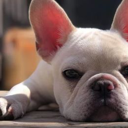 French Bulldogs from San Antonio Frenchies AKA Chingón Line Frenchies