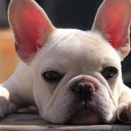 French Bulldogs from San Antonio Frenchies AKA Chingón Line Frenchies