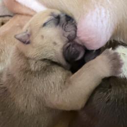 Chloe - Red and white female Bulldog puppy in Conroe, Texas from Momma Bear’s bulldogs