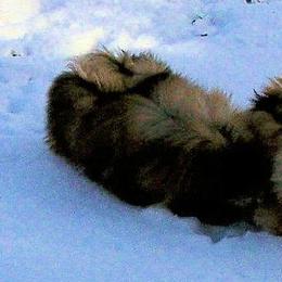 Pekingese from Avalon Pekingese