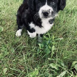 Aussiedoodle Puppies from Soap Creek Kennels