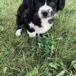 Aussiedoodle Puppies from Soap Creek Kennels