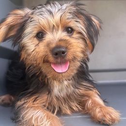 London - Black and gold female Yorkshire Terrier puppy in Riverview, Florida from Luna's Treasures