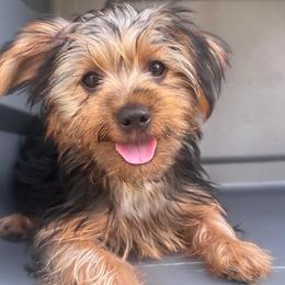 London - Black and gold female Yorkshire Terrier puppy in Riverview, Florida from Luna's Treasures