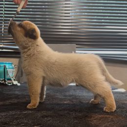 Chili - Red speckled female Australian Cattle Dog puppy in Christmas, Florida from OverTime Cattle Dogs