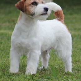 Russell Terrier All Grown Up from Spotswood Jacks